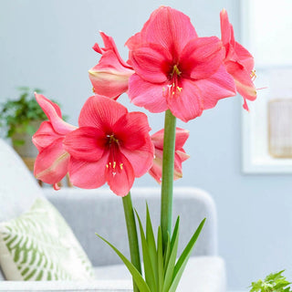 Pink Surprise Amaryllis Seeds
